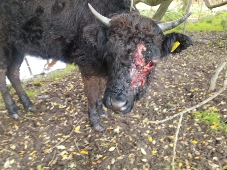 Injured cow © Mark Gallagher – WARNING: Graphic Image 