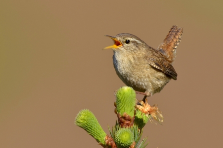 Wren © Andy Rouse/ 2020VISION