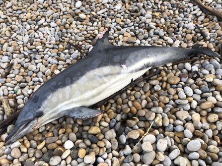 Dead common dolphin by Sarah Hodgson 