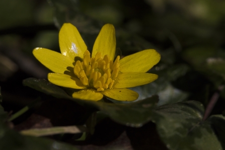 Lesser Celandie © Chris Lawrence