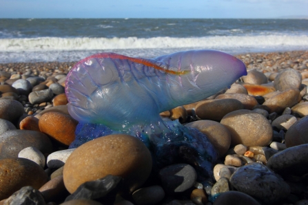 Portuguese man o' war by Julie Hatcher 