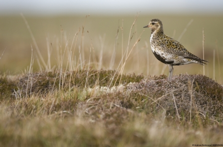 Golden plover ©Andrew Parkinson/2020VISION