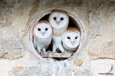 Barn Owls at Lorton Meadows Nature Reserve © Paul Williams