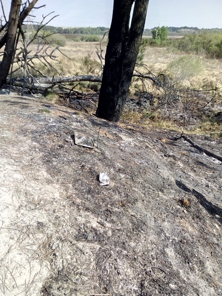 Damage on Upton Heath by fire on 22.04.2020 by Luke Johns 