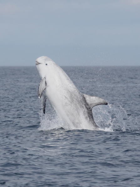 Risso's dolphin by Niki Clear Manx Wildlife Trust 