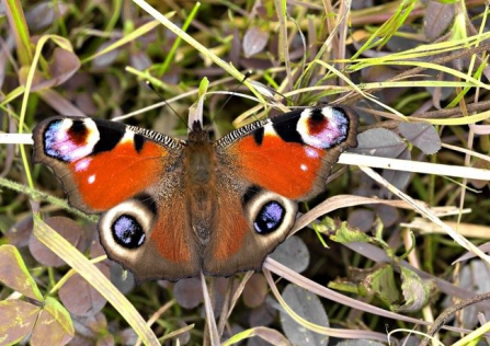 Peacock © Bob Coyle