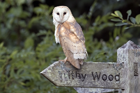 Adult female barn owl at Lorton Meadows © Paul Williams 