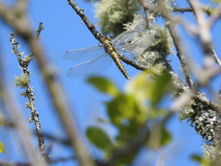 Female black-tailed skimmer dragonfly © Luke Johns 