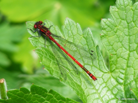 Large red damselfly (male)