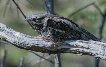 Nightjar on Brownsea Island by Nicki Tutton