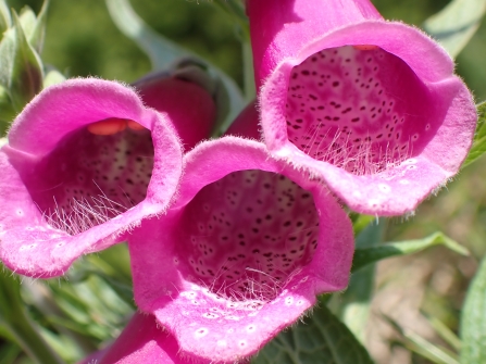 What to look out for in your garden - late May | Dorset Wildlife Trust