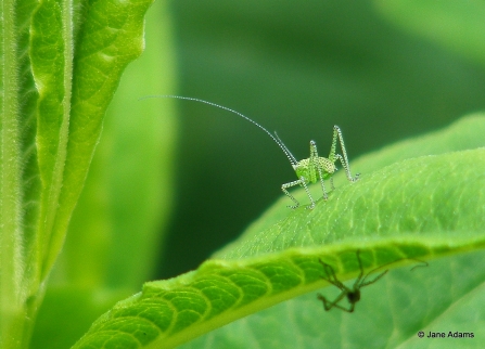 Speckled bush cricket nymph