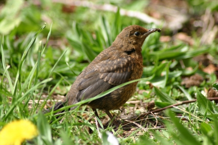 Blackbird fledgling