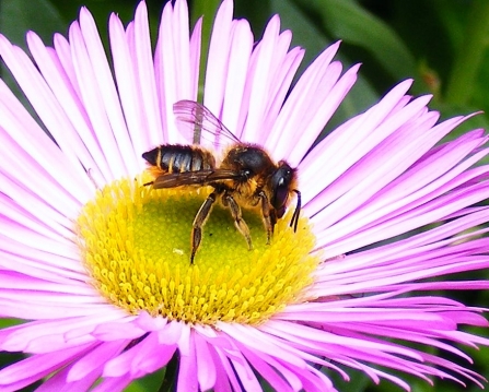 Female Leaf cutter bee