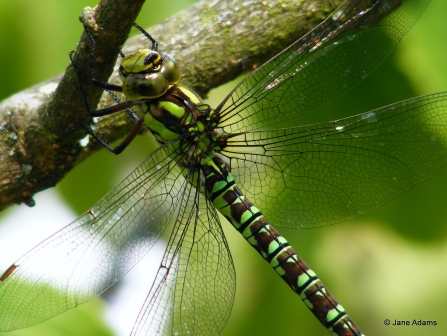 Female Southern hawker