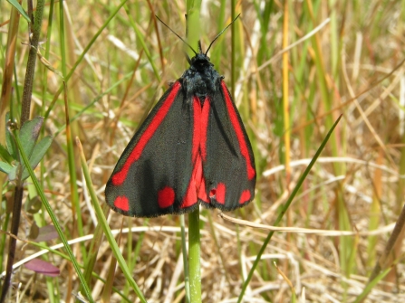 Cinnabar moth © Richard Burkmarr