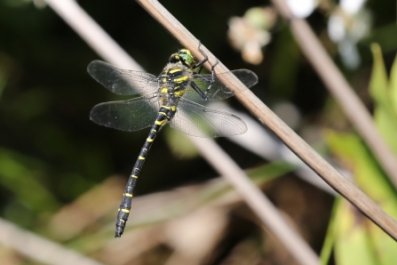 Golden ringed dragonfly by Margaret Holland
