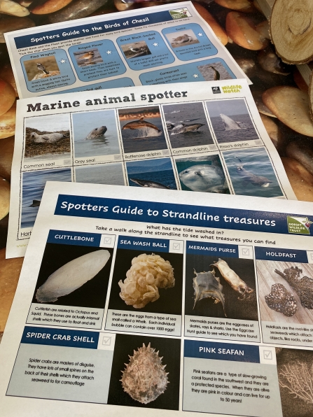 Marine Week spotters guides at the Chesil Centre by Marc Kativu-Smith
