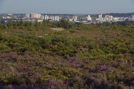 View to Poole from Upton Heath by Mark Heighes