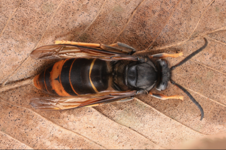 Asian Hornet © Gilles San Martin