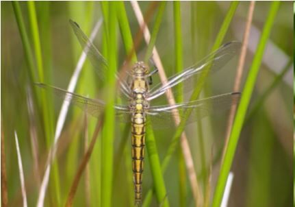 Black-tailed skimmer by Nicki Tutton