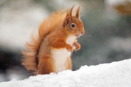 Red Squirrel in the snow © Paul Williams