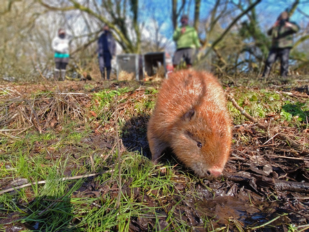 Photo - Beaver close up © Dorset Wildlife Trust/James Burland