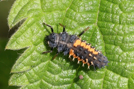 Harlequin ladybird larva on leaf