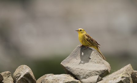 Photo - yellowhammer bird sitting on a rock