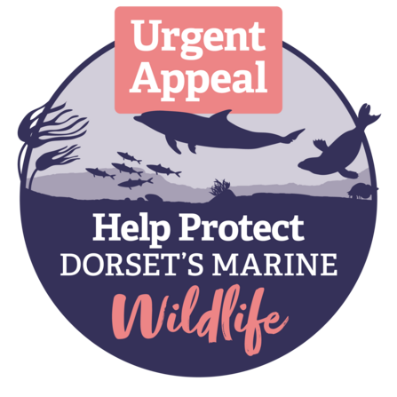 Urgent appeal: Help protect Dorset's marine wildlife
