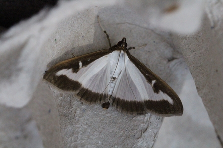 Photo of a box tree moth close up - white wings with brown edges