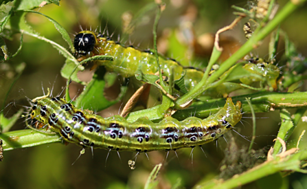 Photo of 2 green and black box moth caterpillars amongst vegetation