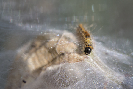 Brown-tail moth caterpillar