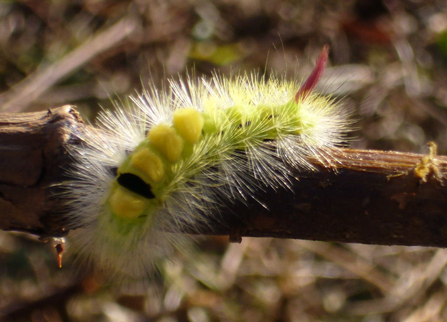 Pale tussock moth caterpillar