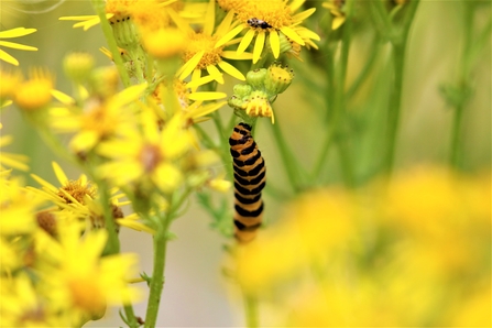 Cinnabar moth caterpillar