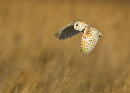 Barn Owl - Danny Green/2020VISION