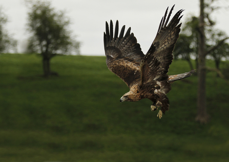 Golden eagle in flight