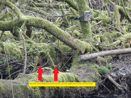 Photo showing beavers huddled behind the tree