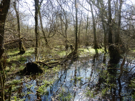 Wetland