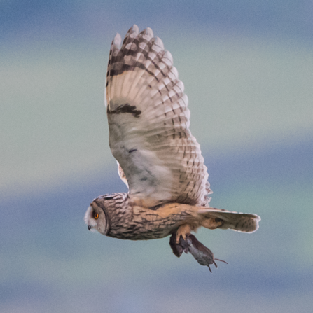 Long-eared owl with short-tailed field vole