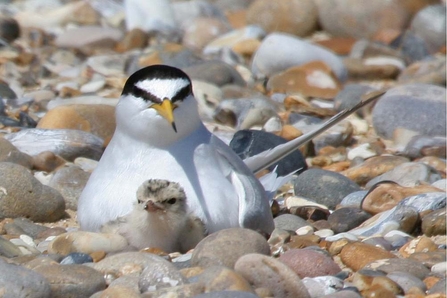 Photo showing little tern with chick on pebble beach