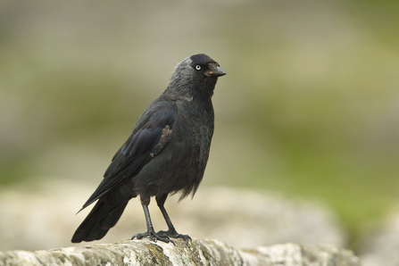 Photo of a jackdaw standing on a rock