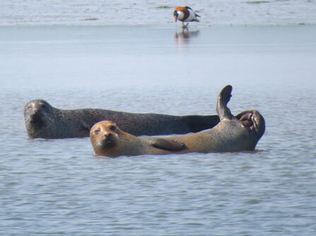 Two common seals in the sea