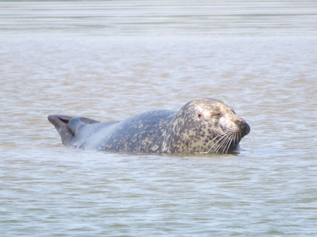 Seal in the sea