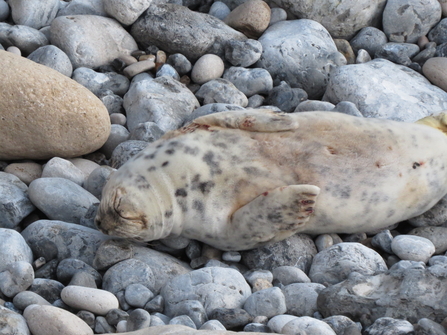 Injured seal on pebbles