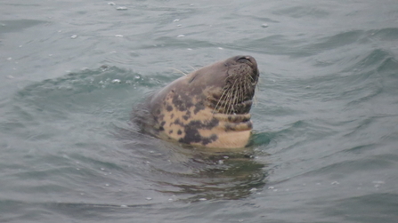 A seal in the sea