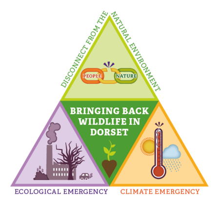 Bringing back wildlife in Dorset triangle