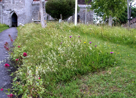 Long grass