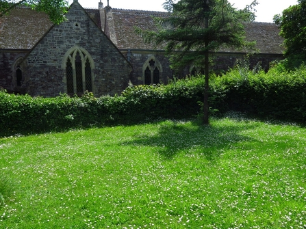 2a Mixed native species hedge