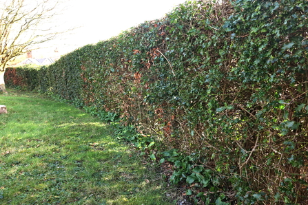 Beech hedge